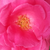 Roza - Kitajske vrtnice - Frau Dr. Schricker